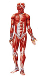 Sistema Muscular