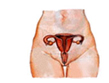 Sistema Reproductor
