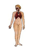 Sistema Respiratorio
