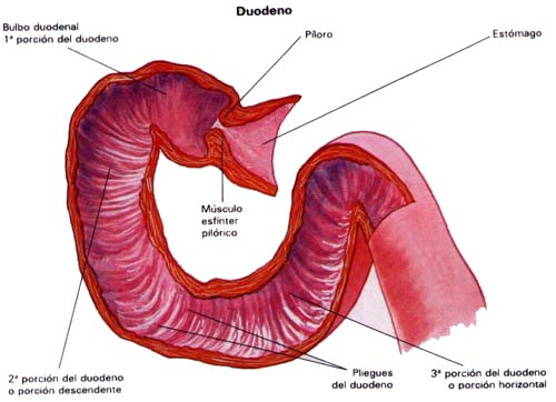 valvulas semilunares definicion intestino grueso