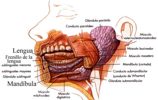 laboca Cavidad Bucal