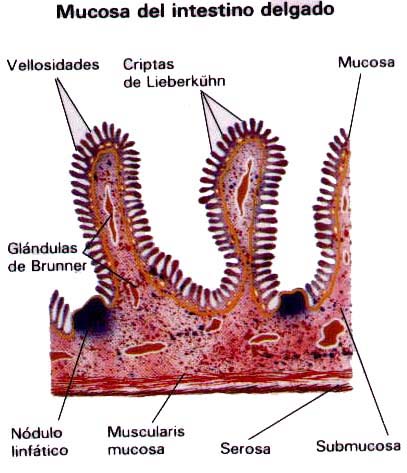 Mucosa del intestino delgado