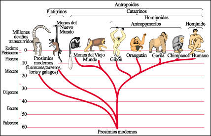 http://www.araucaria2000.cl/evolucion/24-2.jpg