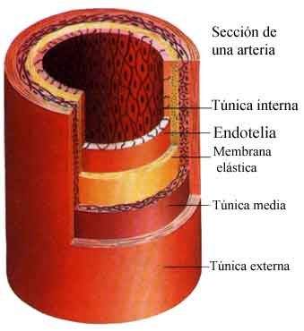 http://www.araucaria2000.cl/scirculatorio/arterias.jpg