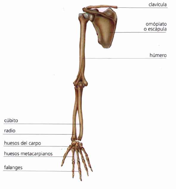 huesos del torax description
