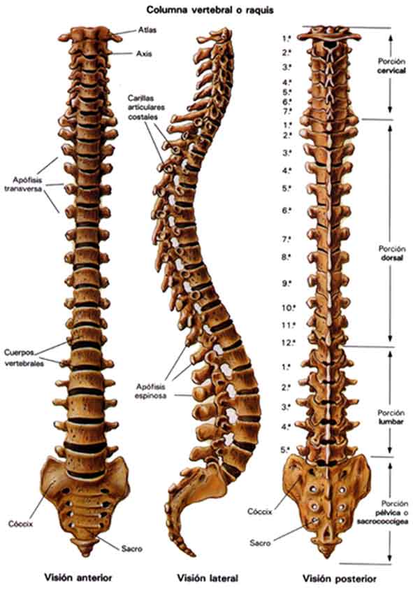 Sistema Óseo Columna Vertebral Apuntes Biologia Foros de