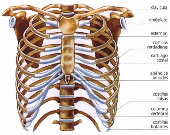 huesos del torax photograph