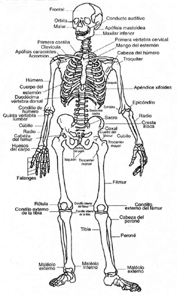 Todas Las Articulaciones Del Cuerpo Humano Pdf