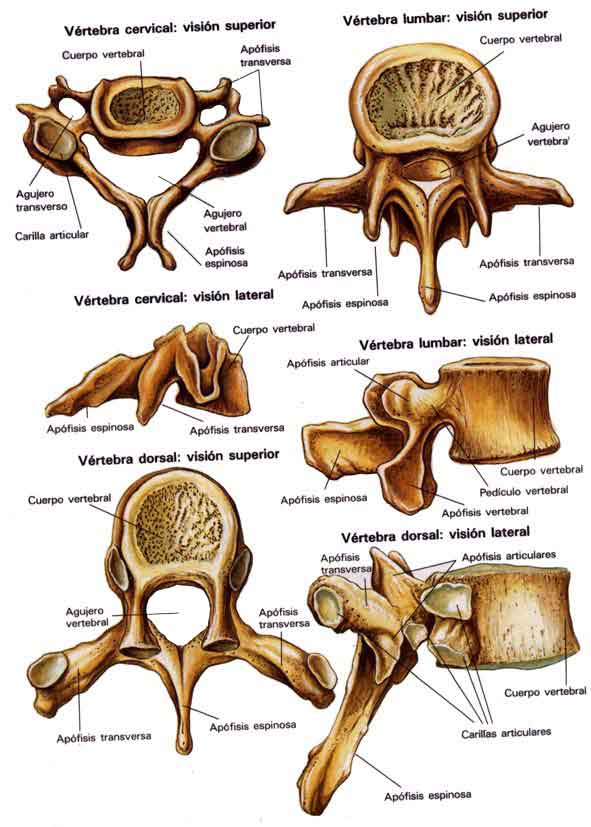 CERVICAL