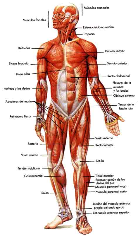 partes del cuerpo humano. cuerpo humano.