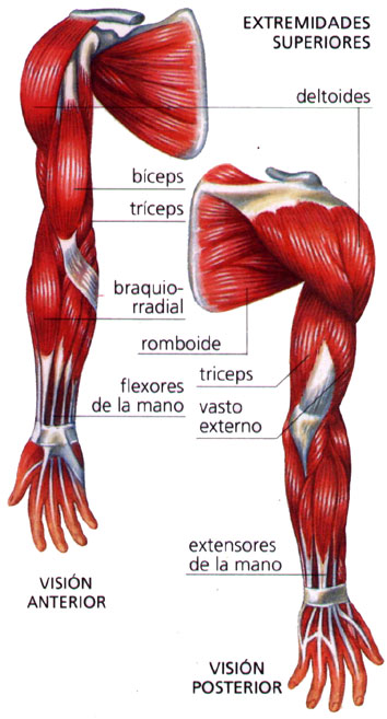 musculos del brazo mannerism