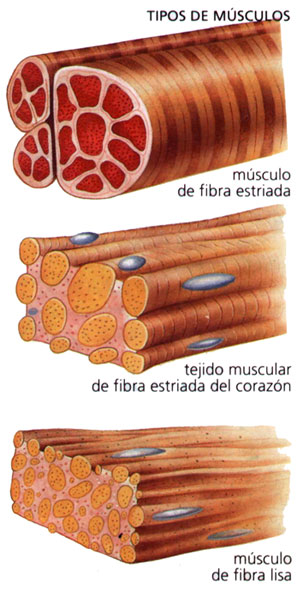 TEJIDOMUSCULAR