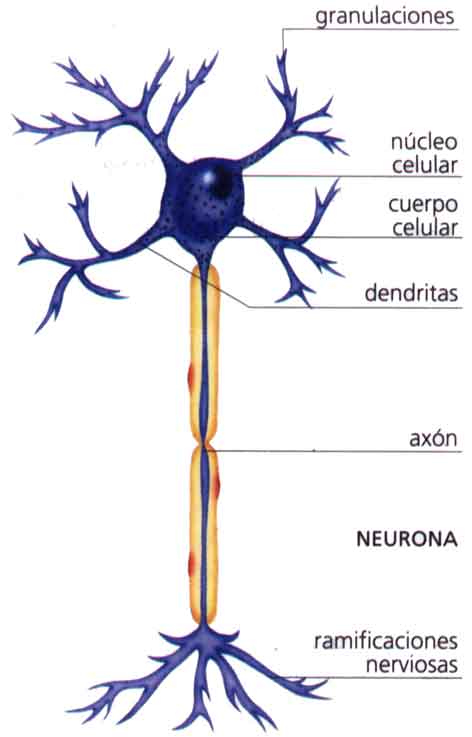 http://www.araucaria2000.cl/snervioso/neurona2.jpg