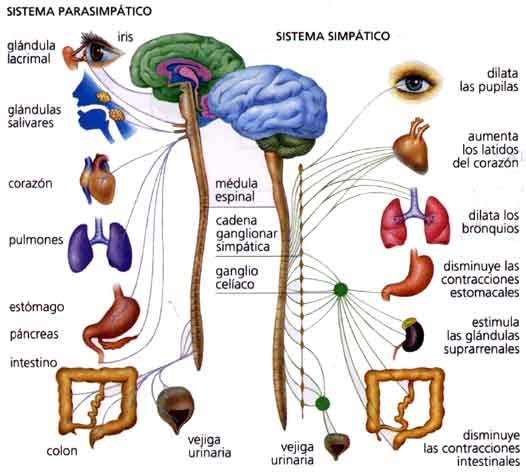 La memoria es una de las principales funciones del cerebro.